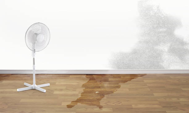 Best Professional water damage repair  in Timberline Fernwood, AZ