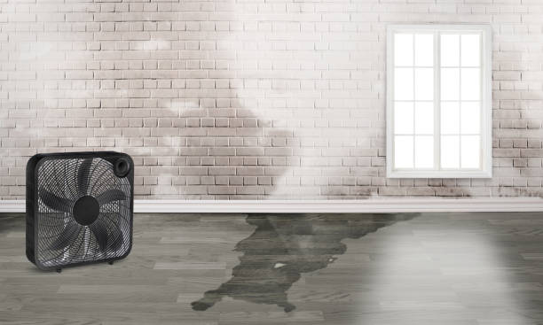 Best Ceiling water damage repair  in Timberline Fernwood, AZ